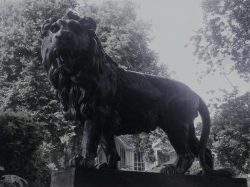 Kunstfoto Løve