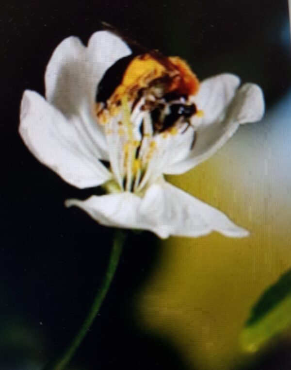 Naturfoto Befruktning digital trykk på lerret